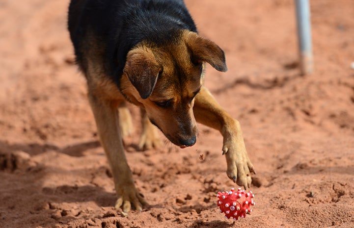 Casha the dog is available for adoption