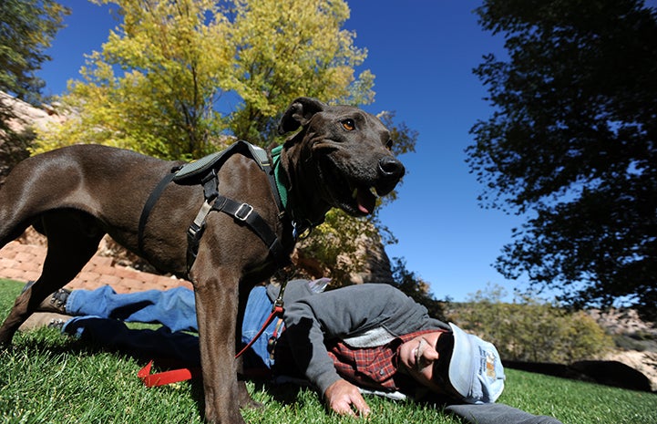 Gallup the dog is available for adoption