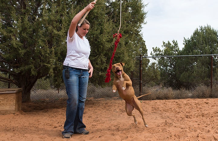 Lotti the dog is available for adoption