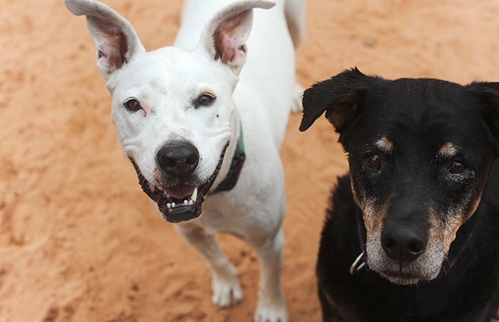 Rosebud the dog is available for adoption