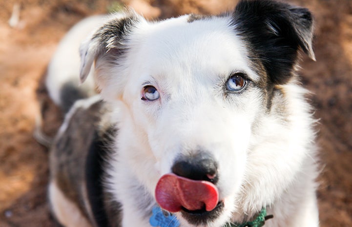 Tahiti the mutt (mixed breed) dog is available for adoption