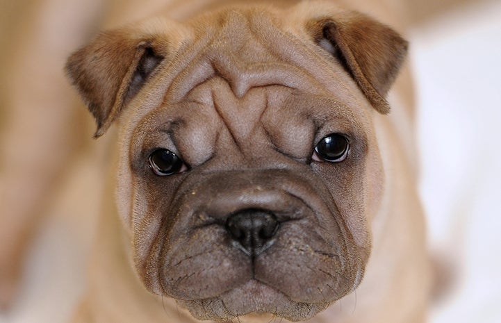 Adorable puppy looking ornery