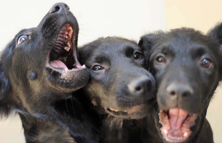 Three black puppies