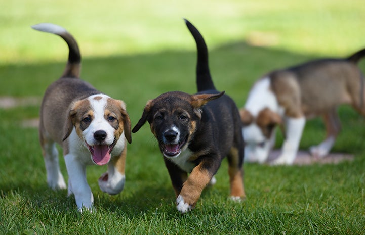 Puppies hanging out together on the lawn