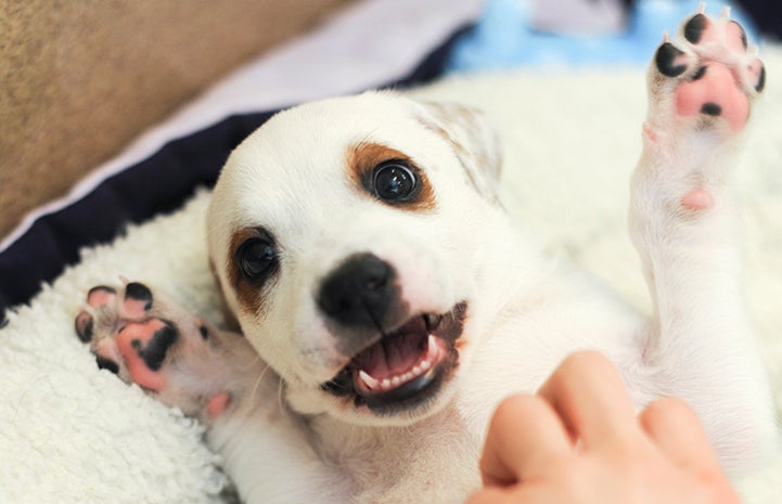 Puppy having her belly tickled