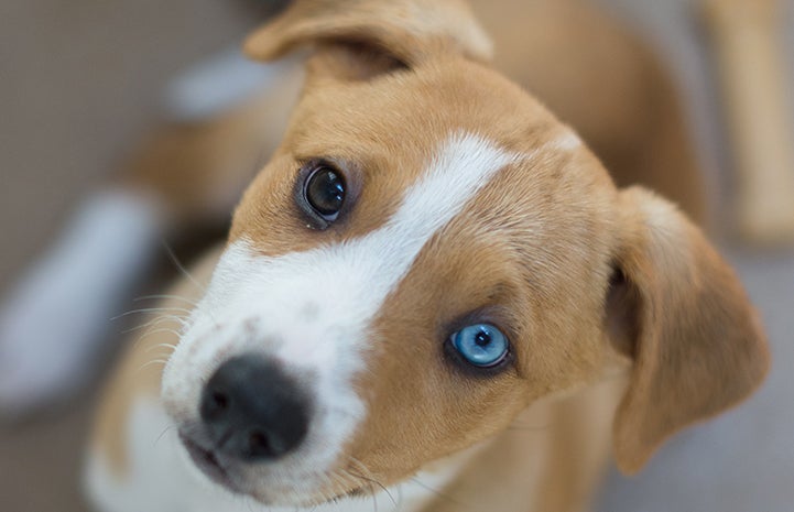 Puppy looking up