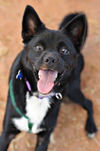 Julius the little black terrier mix