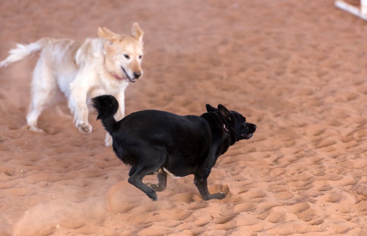 Julius the terrier mix with his canine pal Clarisse, a five-year-old golden retriever mix