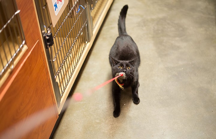 Louis the cat loves to play