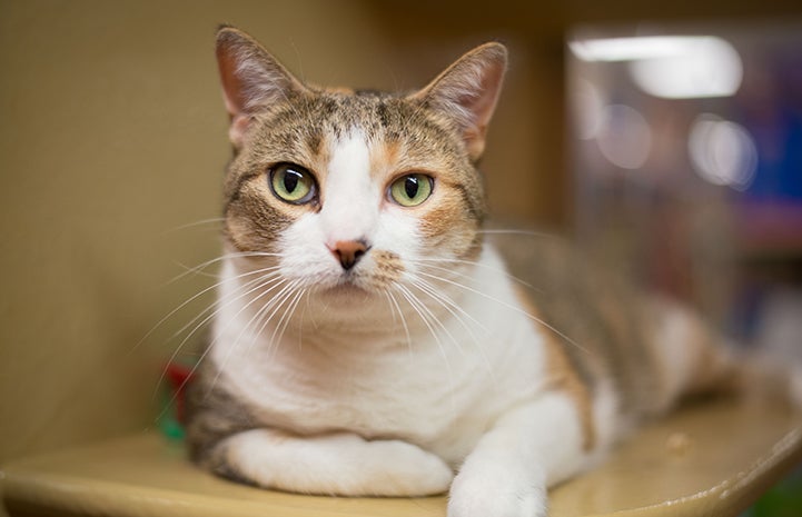 Violet the cat in New York