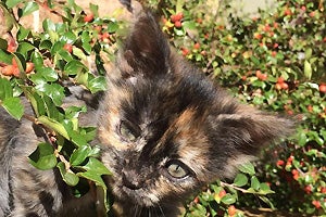 Skeeter the tortoiseshell kitten