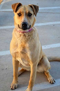 One of the dogs helped by the Page Animal Adoption Agency