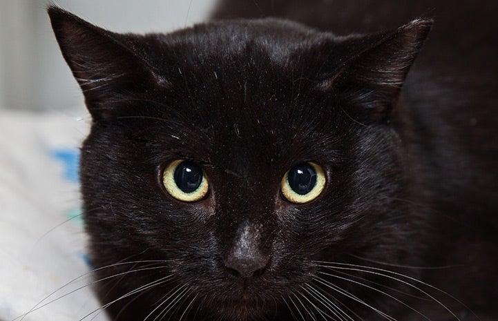 When October the cat ended up in a Los Angeles Animal Services (LAAS) shelter, he didn’t feel much like socializing