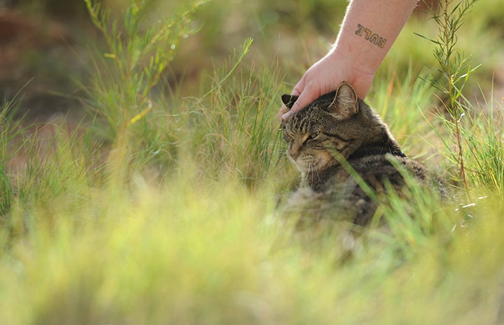 Person petting Ooms the cat on the head