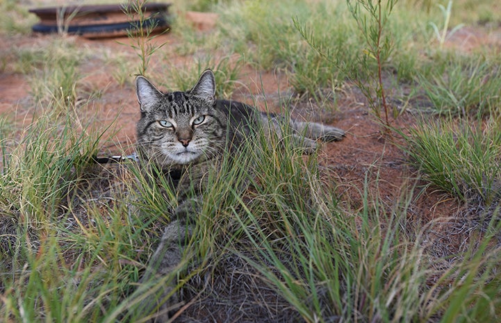 Ooms the cat who has a pulled-tail injury lying outside in the grass while on a walk