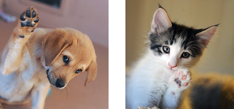 Puppy and kitten raising a paw