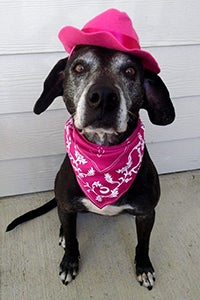 Celine the black Lab, who was a pet of the week, is doing great in her new home