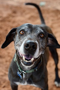 Celine the dog's dark muzzle slowly turned grey, and her face took on the distinctive masked look that some black Labs get as they age.