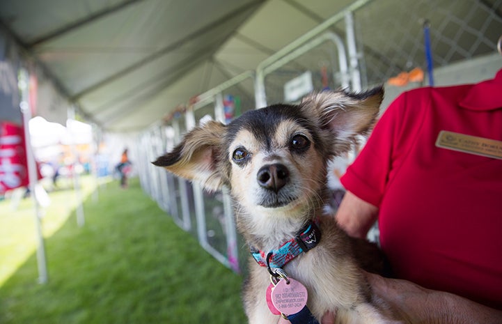 Rocky from the NKUT Super Adoption