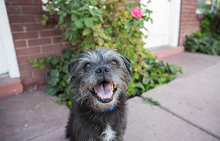 Waylon the terrier mix was adopted thanks to the Pets for Vets promotion