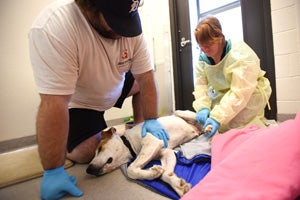 Long Tail undergoing physical therapy 