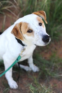 Long Tail, the white dog with copper spots and patches, arrived at the Sanctuary in pain