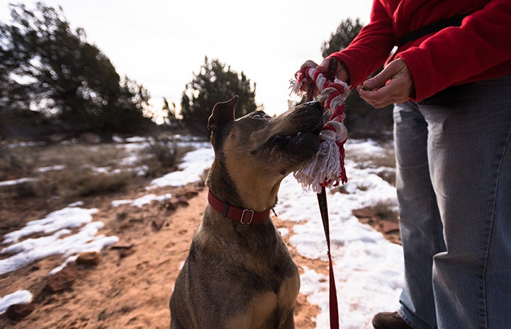 Pica no longer rules Ruger the dog's life. Here he is accepting a rope toy to play with.