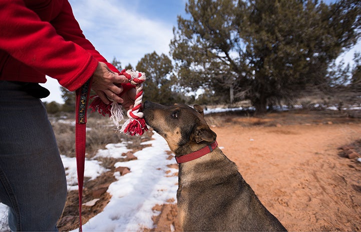 Ruger the dog loves his rope toy (and doesn't eat it now)