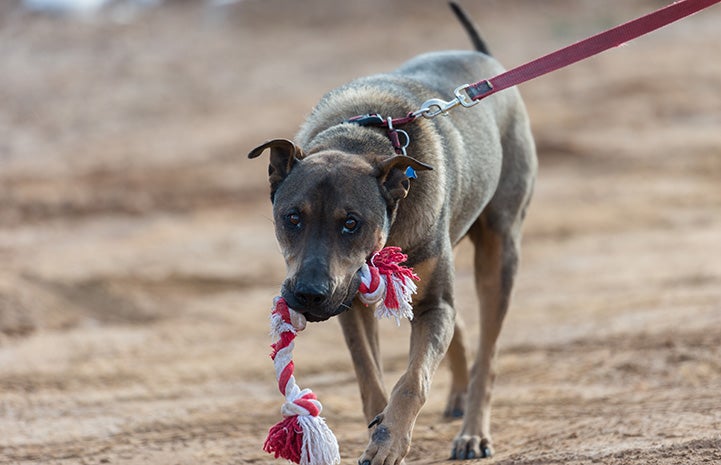 Ruger the dog who used to suffer from pica loves playing with toys and carrying them around in his mouth