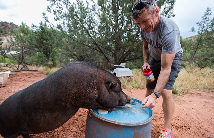 Glenn giving clicker training to Kennedy the potbellied pig