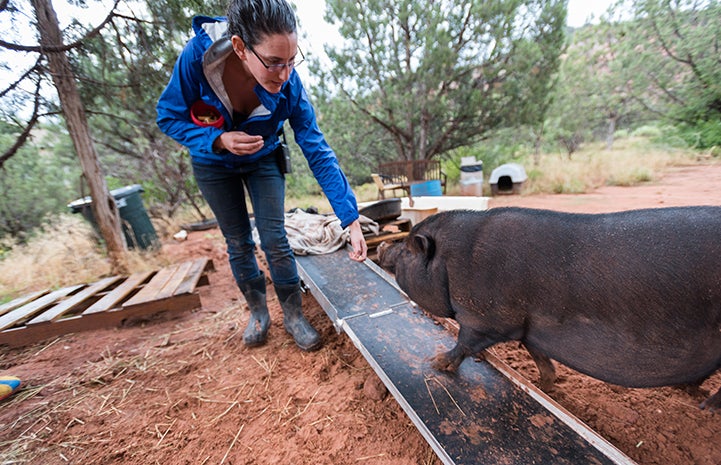 Rosalie giving Kennedy the potbellied pig learning clicker training