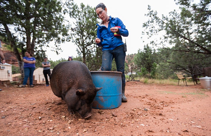 Kennedy the potbellied pig getting clicker training from Rosalie