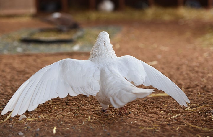 Shannon the pigeon showing his impressive wingspan