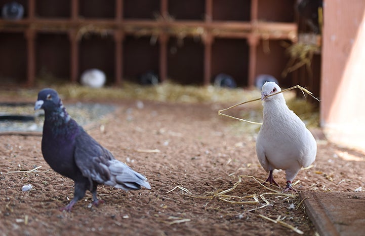 The other pigeon walks away from Shannon