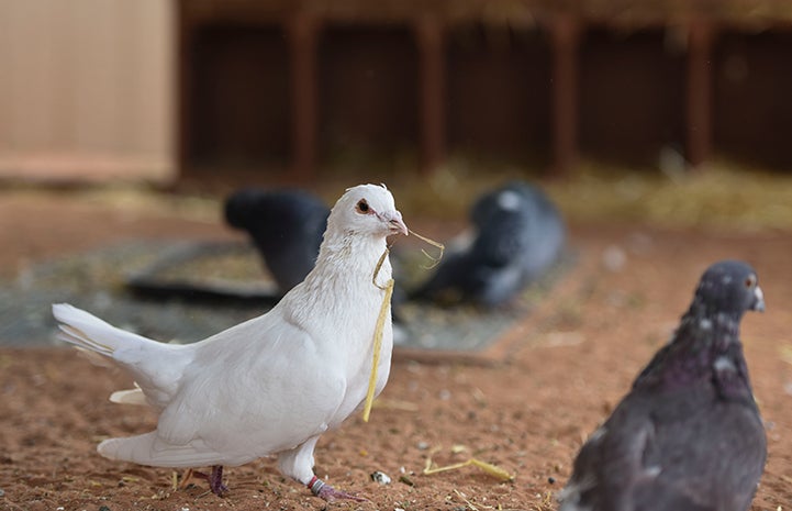 Shannon's hay doesn't impress any of the other pigeons