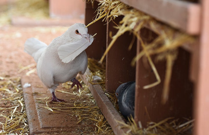 Shannon the pigeon holding a feather