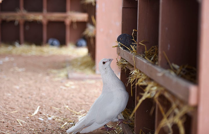 Shannon the pigeon attempts to woo another female