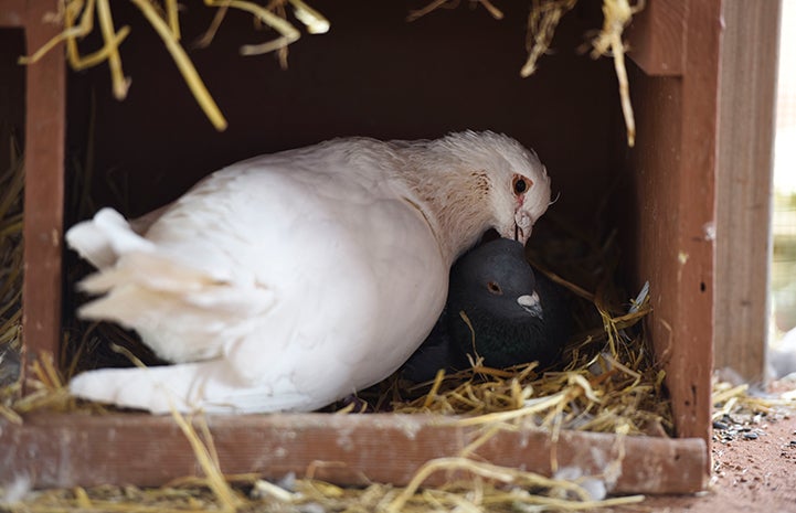 Shannon the pigeon snuggling with another pigeon