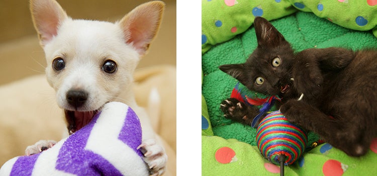 Puppy and kitten playing with a toy