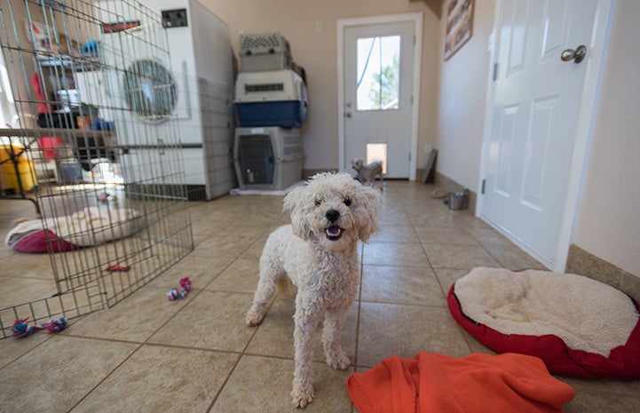 Addison the poodle says, "Throw the ball, throw the ball!"