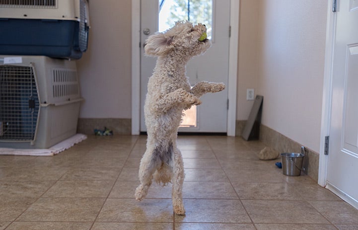 There are many baseball teams that would do well to add Addison the poodle to their roster