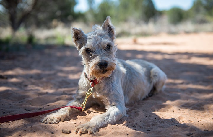 Gerta, a miniature schnauzer mix rescued from a puppy mill