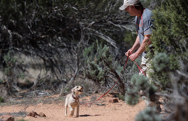 Tom taking a walk with Gerta, the miniature schnauzer mix