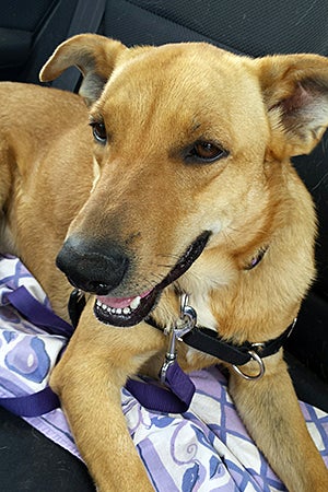 Volunteer Dee Willner takes Barnaby the Labrador mix on weekly outings