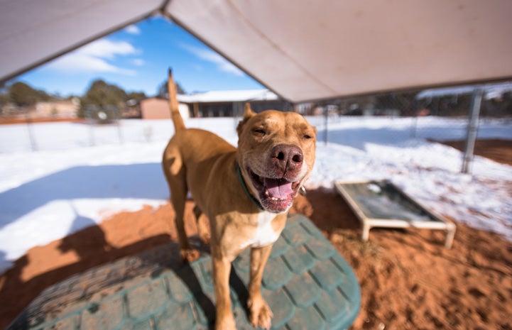 Rugby the once-abused dog radiating love at Best Friends Animal Sanctuary