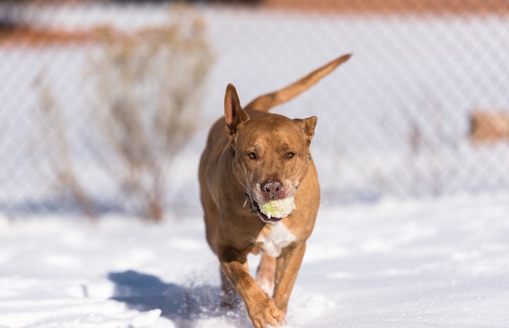 Goofy dog Rugby playing in the snow