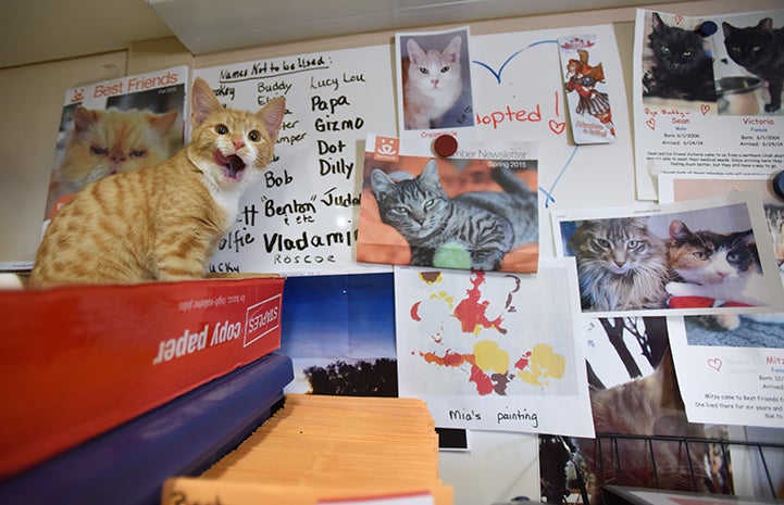 Wally the kitten playing in the Hope House Clinic