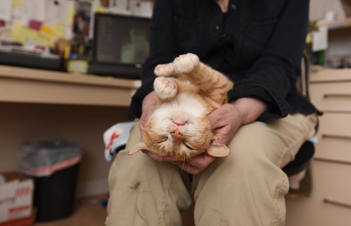 Wally upside down in someone’s lap to get pets