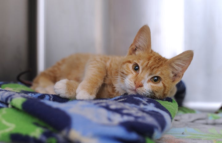 Wally the kitten when he first arrived at Best Friends