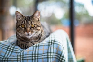 Riley the tabby made it very clear that she didn’t want to be around other cats